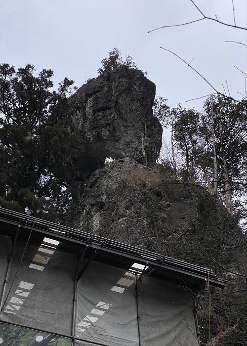 本社背後の御姿岩