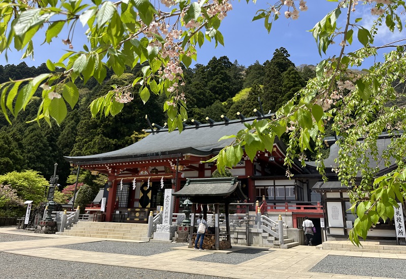 枝垂桜にかかる大山阿夫利神社下社