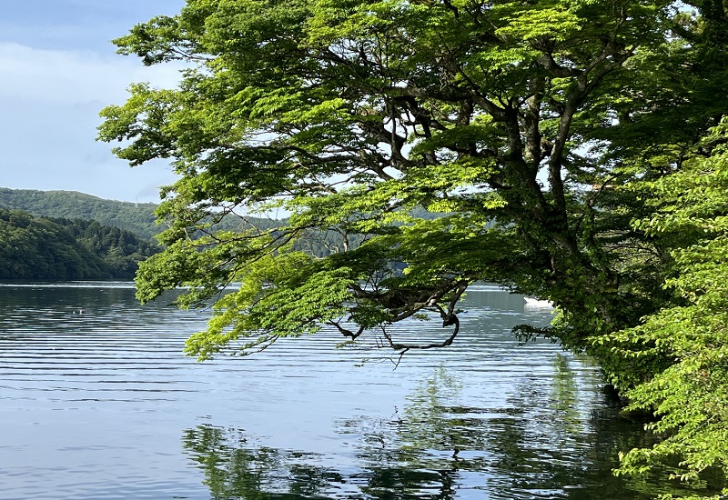 芦ノ湖畔に覆いかぶさる木