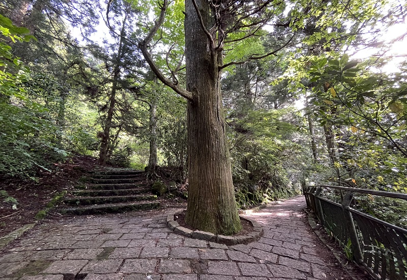 芦ノ湖畔沿いの遊歩道にある巨木