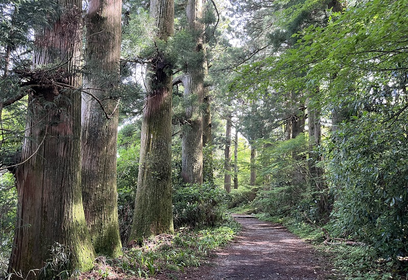 箱根旧街道の杉並木と森林浴