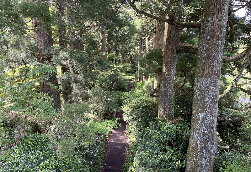 元箱根歩道橋から見る巨木が立ち並ぶ杉並木