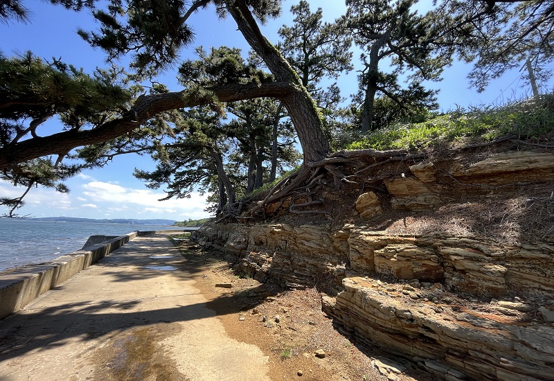 海岸沿いにある松の木の根の地層