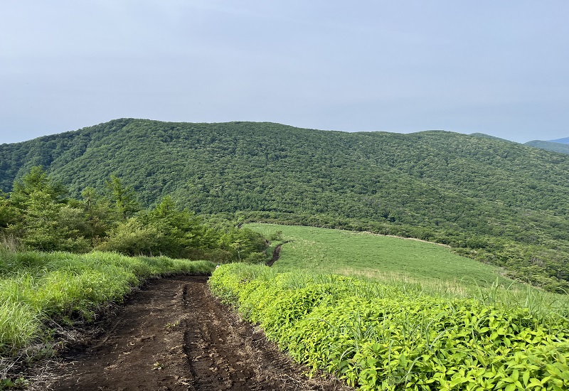 土と緑がはっきり分かれている登山道