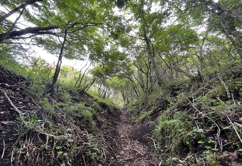 木の根の溝がある登山道