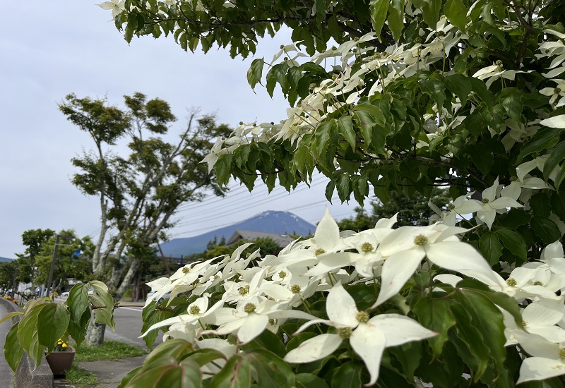 花の隙間から覗く富士山