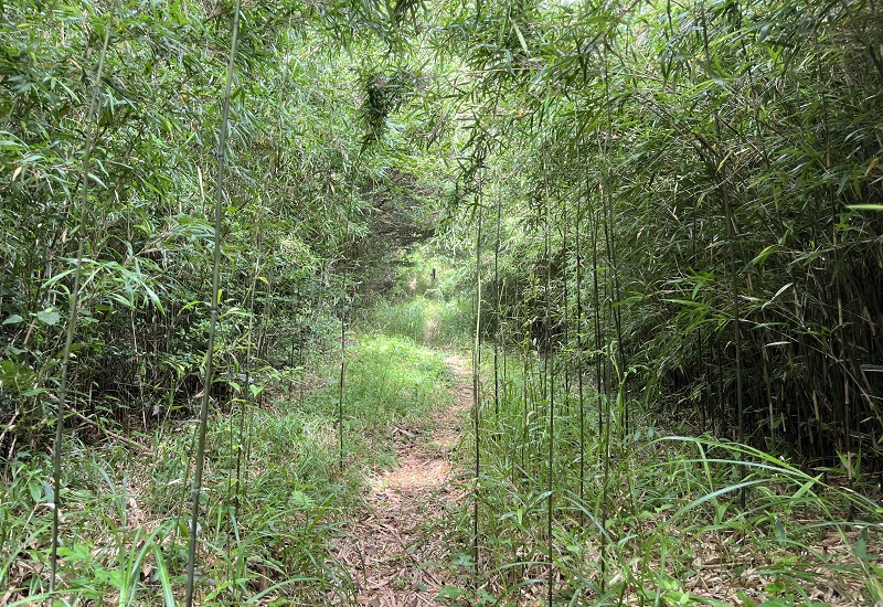 箱根竹が生い茂っている登山道