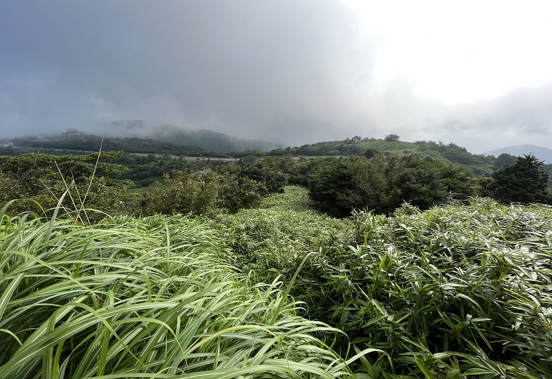 登山道からの笹と緑の景色