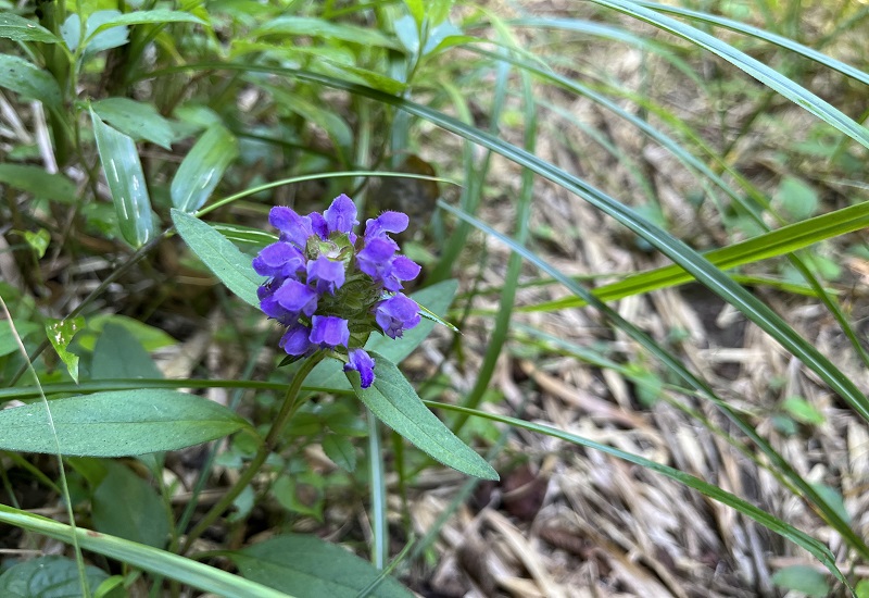 青紫色の花ウツボグサ