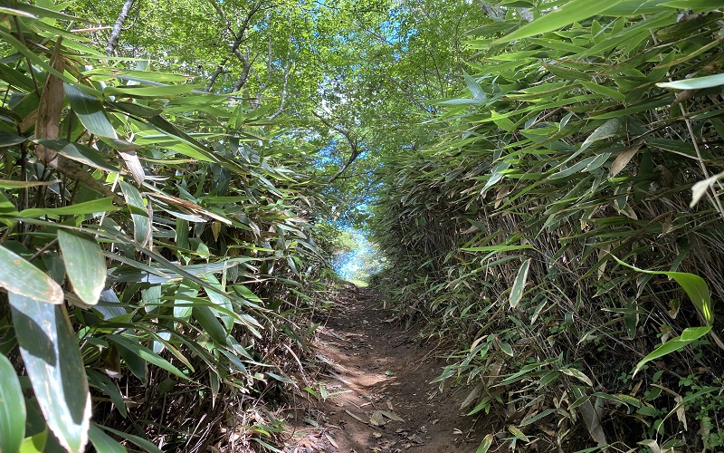 背丈ほどある笹の細い登山道