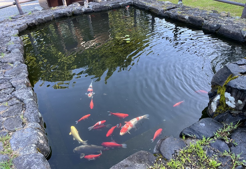 池の鯉と金魚