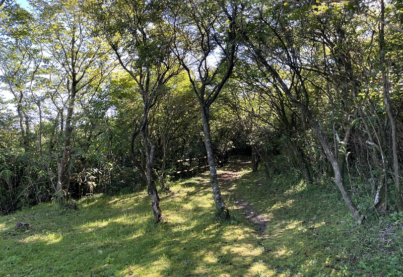 野花の小径の散策路