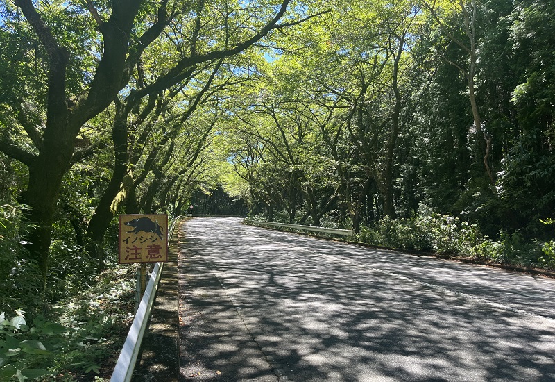 桜並木トンネルの道路