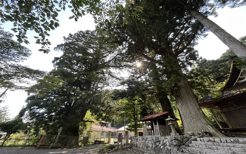 大杉に囲まれている精進諏訪神社境内