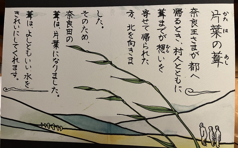 奈良田の七不思議一つ片葉の葦