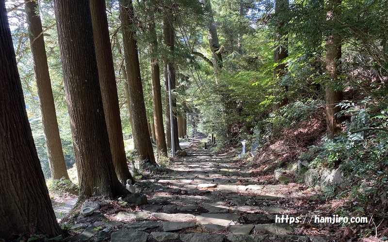 阿弥陀寺から降る杉並木の登山道