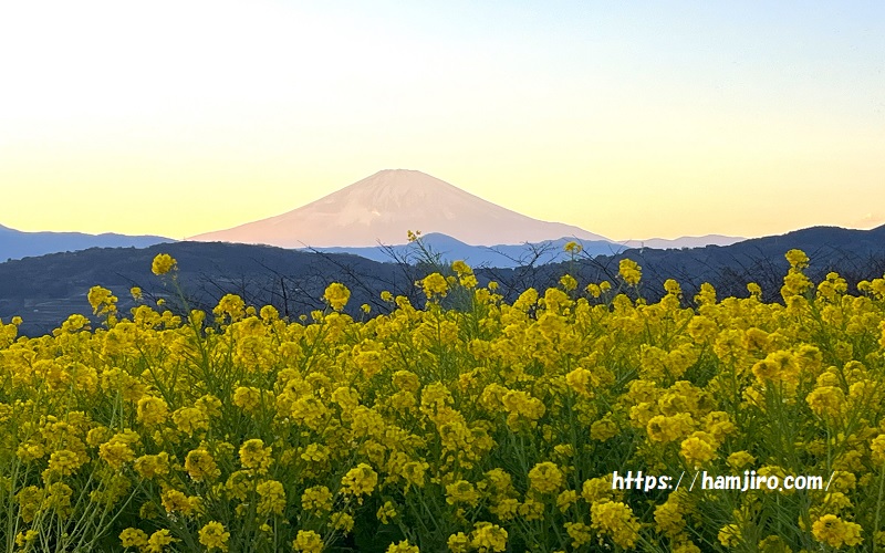 黄色い菜の花の奥に富士山
