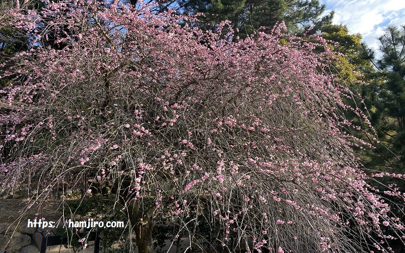 枝垂れのようにピンクの花が咲き誇る呉服枝垂