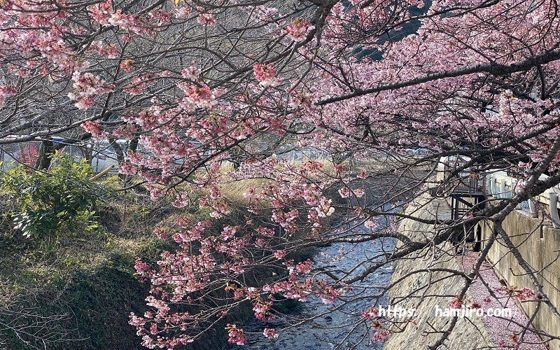 初川沿いに咲き誇るあたみ桜 