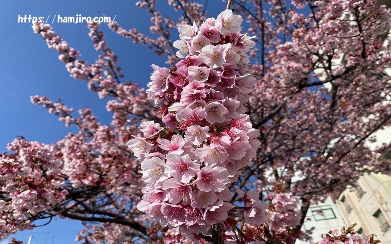 ボリュームがある花びらの、あたみ桜
