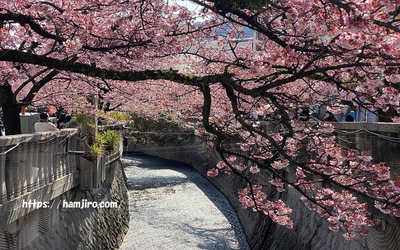 糸川沿いに咲き誇るあたみ桜