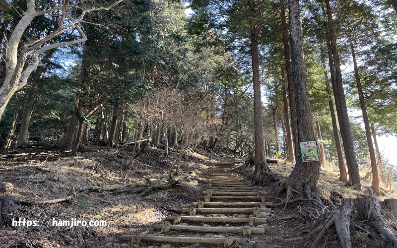 針葉樹に囲まれた登山道の階段