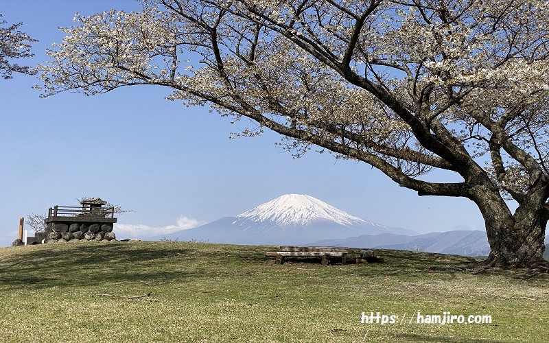 葉桜と富士