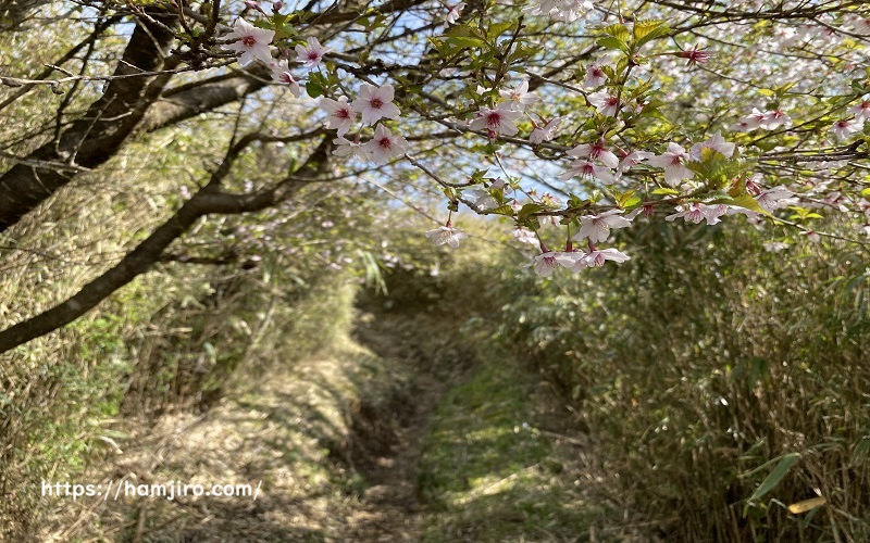 登山道に咲いている薄ピンク色の葉桜