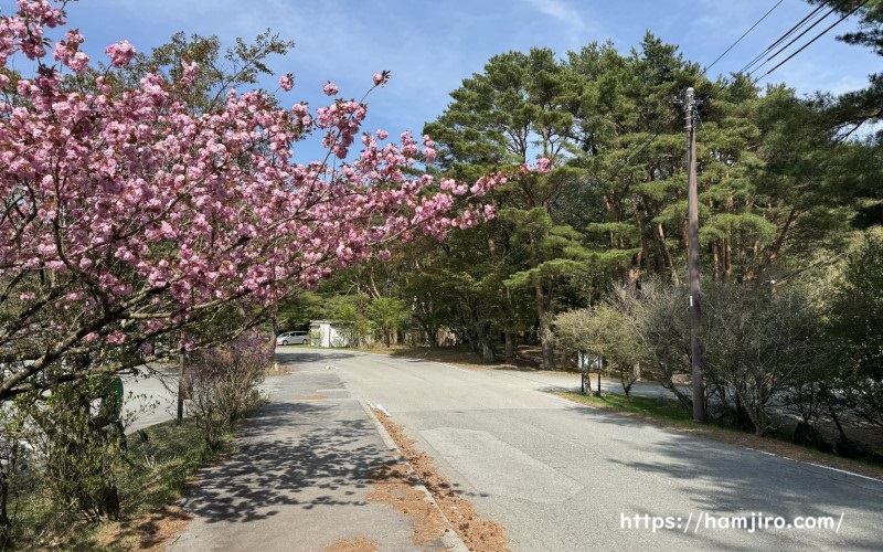 県道709号線沿いに咲いている八重桜