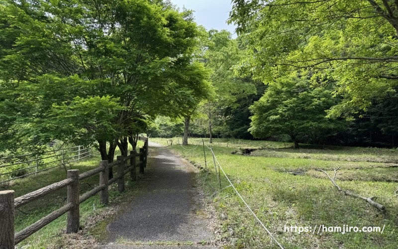 緑で囲まれた園内の一本道