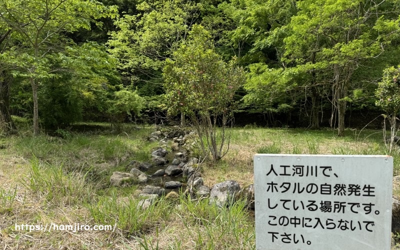 人口河川のほたる自然発生場所