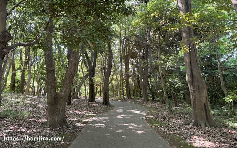 木々に囲まれている遊歩道