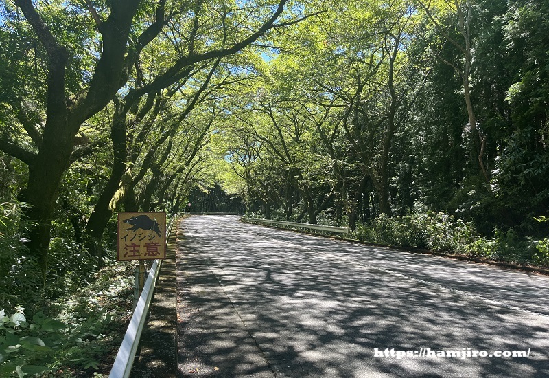 桜並木のトンネル