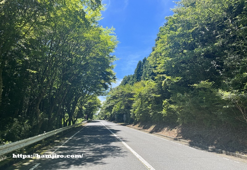 新緑が美しい道