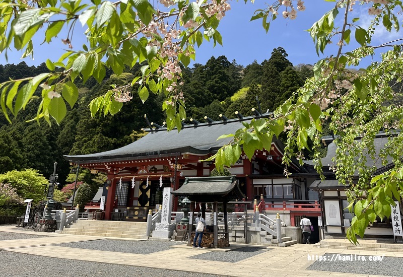 枝垂桜と大山阿夫利神社 下社
