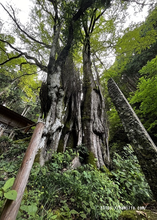 巨木の縁結びの桂