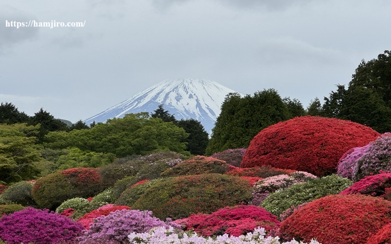 冠雪した富士山と色鮮やかなつつじ