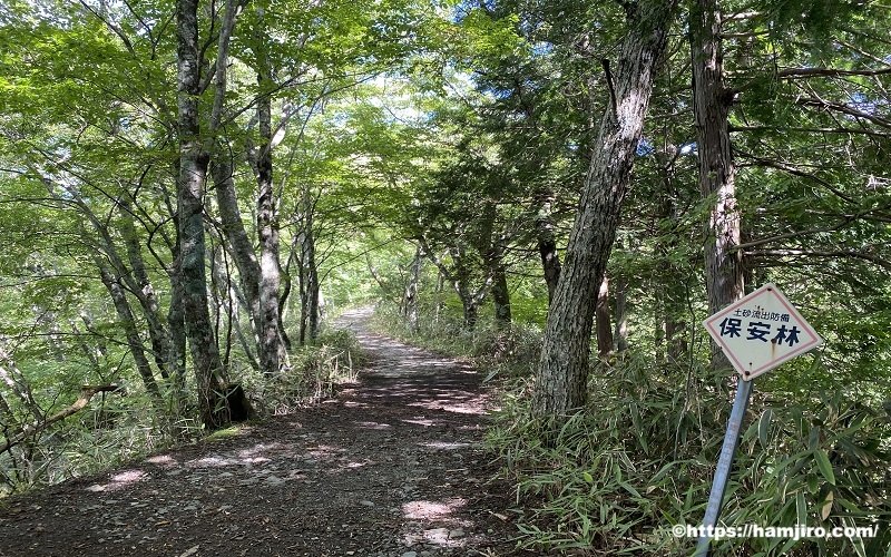 小さな砂利が混じる歩きやすい登山道
